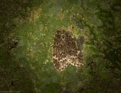 Scaphidriotis xylogramma