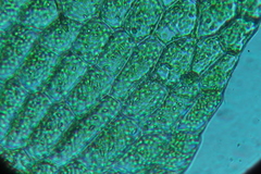 Ceramanus clatritexta