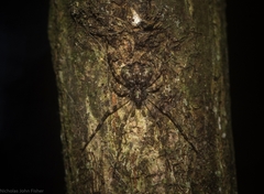 Tamopsis brachycauda