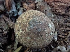 Lepiota eriophora