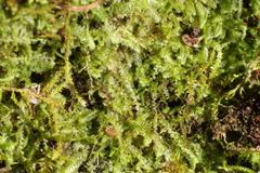 Ceramanus clatritexta