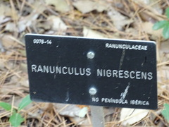 Ranunculus nigrescens