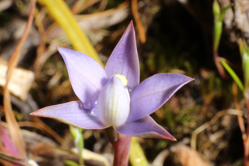 Image of Thelymitra vulgaris by (c) Em Lamond, some rights reserved (CC BY)