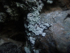 Lepraria membranacea