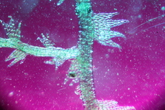 Ceramanus clatritexta