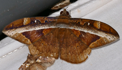 Hemeroblemma opigena