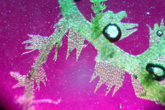 Ceramanus clatritexta