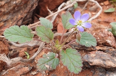 Erodium cygnorum