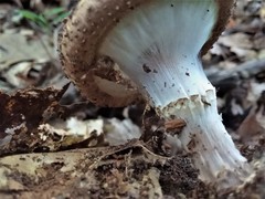Lepiota eriophora