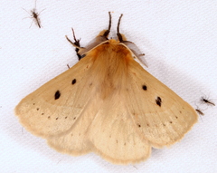 Anthela ocellata