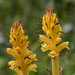 Butterbur Broomrape - Photo (c) Dr. Peter Llewellyn, some rights reserved (CC BY-NC), uploaded by Dr. Peter Llewellyn