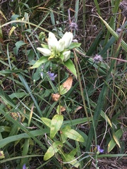 Gentiana alba
