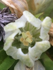 Gentiana alba