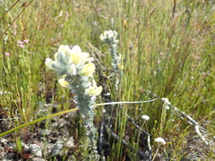 Aspalathus caledonensis