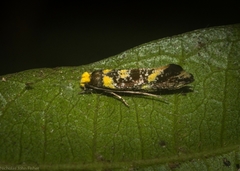 Monopis chrysogramma