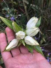 Gentiana alba