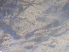 Amatolacypris trevelyani