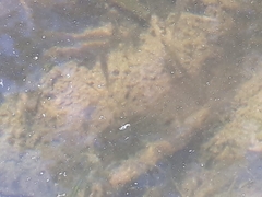 Amatolacypris trevelyani