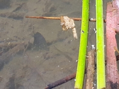 Amatolacypris trevelyani