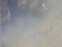 Amatolacypris trevelyani