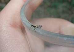 Euspilapteryx auroguttella