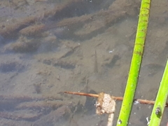 Amatolacypris trevelyani