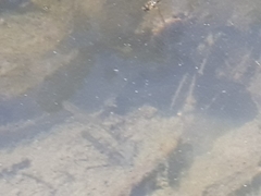 Amatolacypris trevelyani