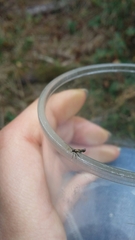 Euspilapteryx auroguttella