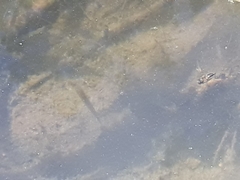 Amatolacypris trevelyani