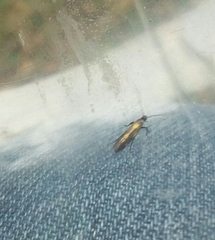 Euspilapteryx auroguttella