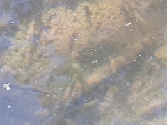 Amatolacypris trevelyani