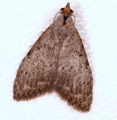 Nola pleurosema