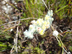 Aspalathus caledonensis