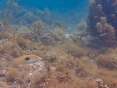 Halichoeres chloropterus