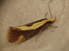 Harpella forficella