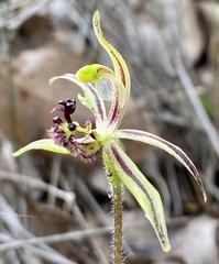 Caladenia barbarossa