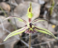 Caladenia barbarossa