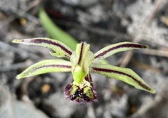Caladenia barbarossa