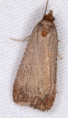 Tathorhynchus fallax