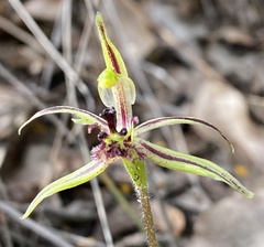 Caladenia barbarossa