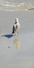 Larus