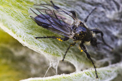 Bibio albipennis