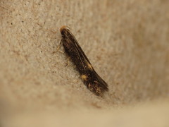 Eulamprotes atrella