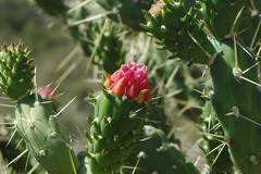 Austrocylindropuntia subulata