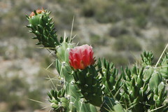 Austrocylindropuntia subulata