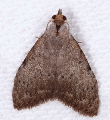 Nola pleurosema