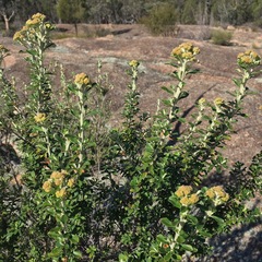Ozothamnus obcordatus
