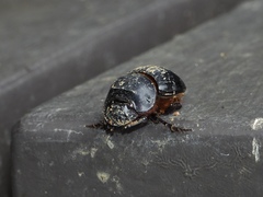 Catharsius renaudpauliani