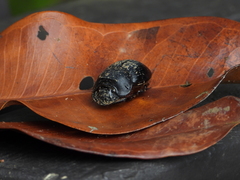 Catharsius renaudpauliani