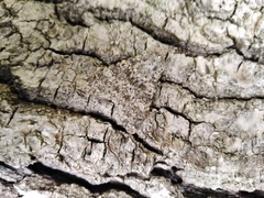 Polymixis flavicincta